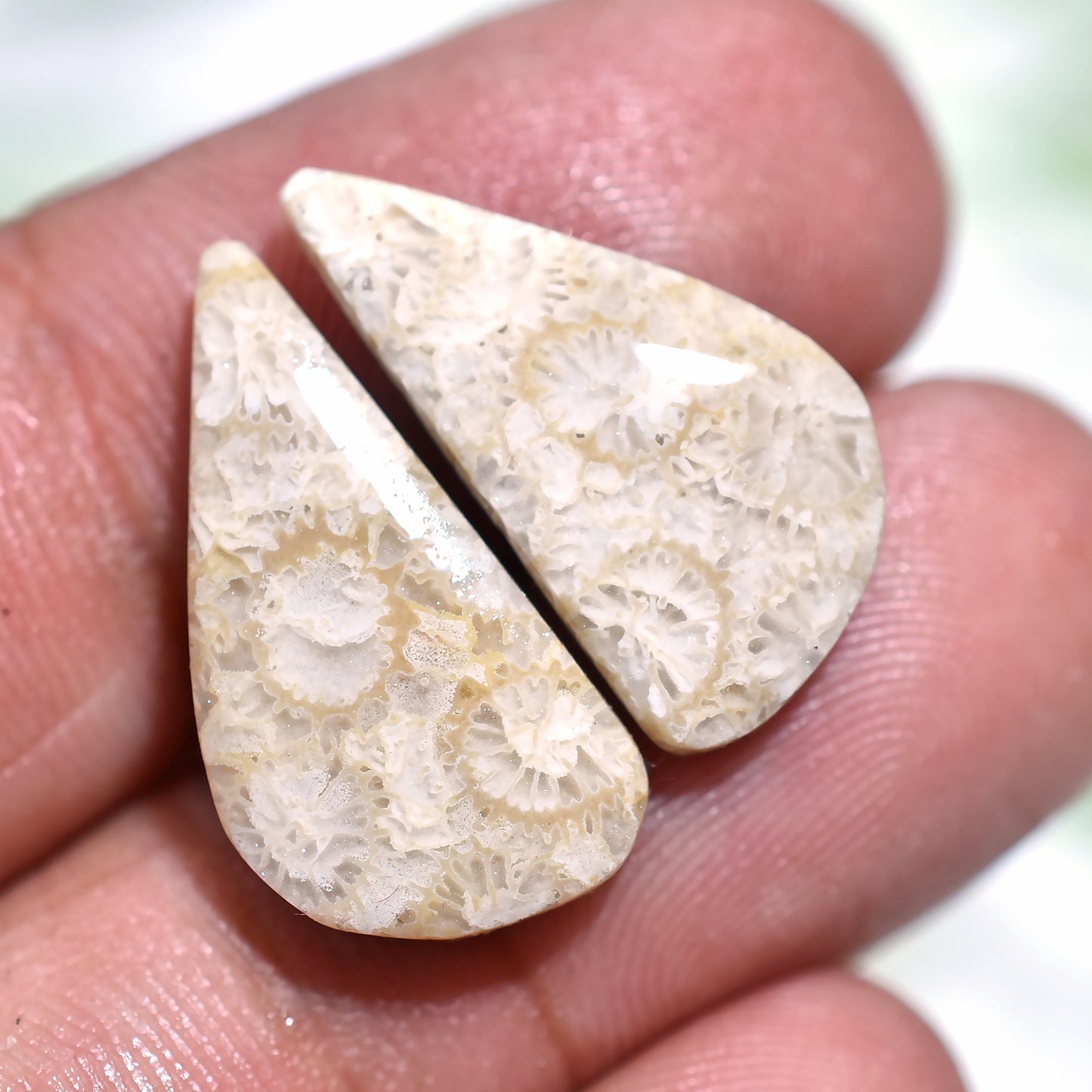 Stunning Fossil Coral Pair – Organic Gemstones for Jewelry Making