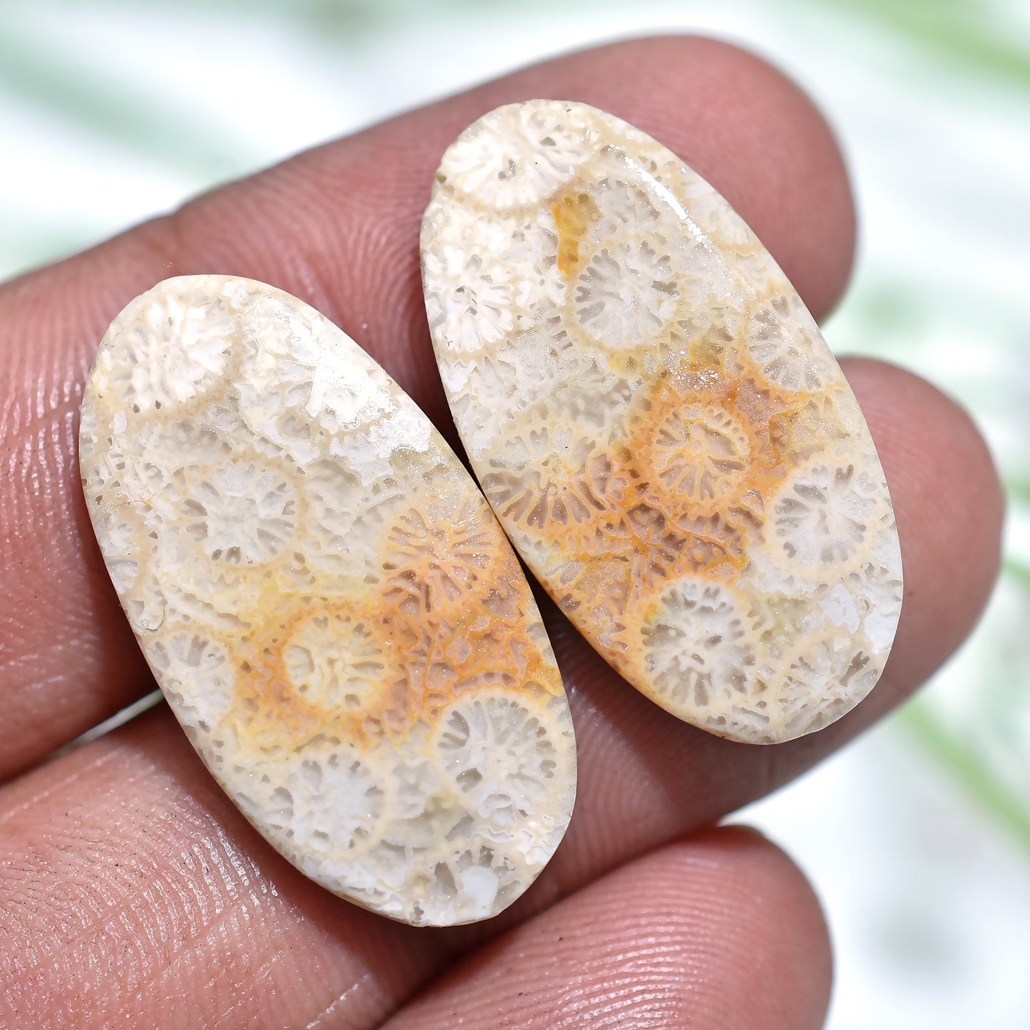Wholesale Fossil Coral Gemstone Pair Smooth Polished Flat Back Cabochon Set