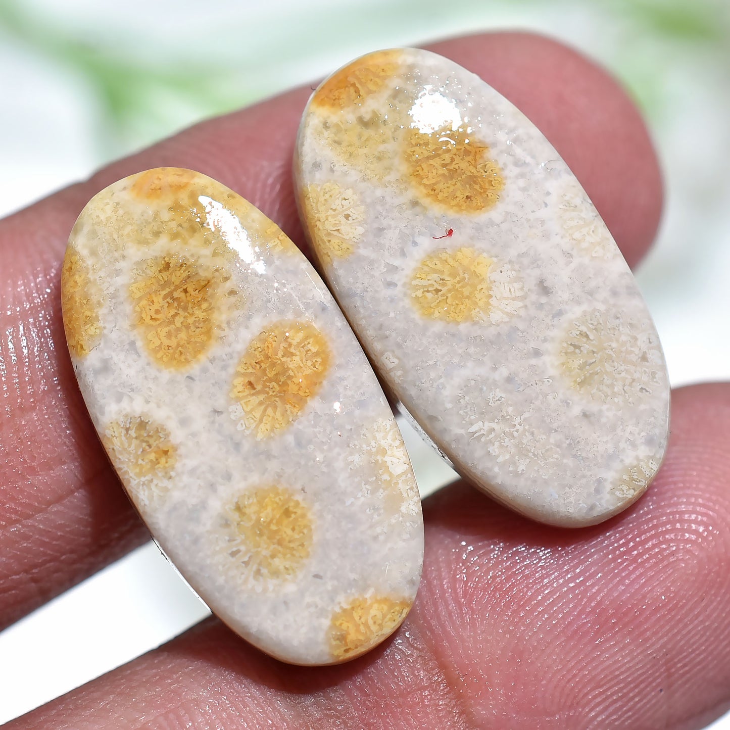 Attractive Texture Fossil Coral Pair Natural Gemstone Cabochons Set for Earrings Making (12x23x3mm,/24ct)