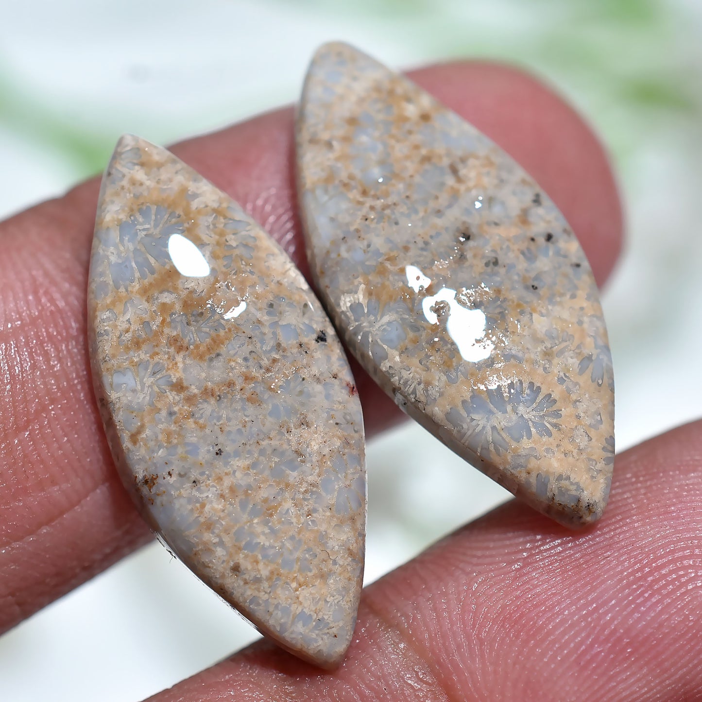 Elegant Fossil Coral Pair Natural Polished Gemstone Cabochons for DIY (10x25x2mm,/16ct)