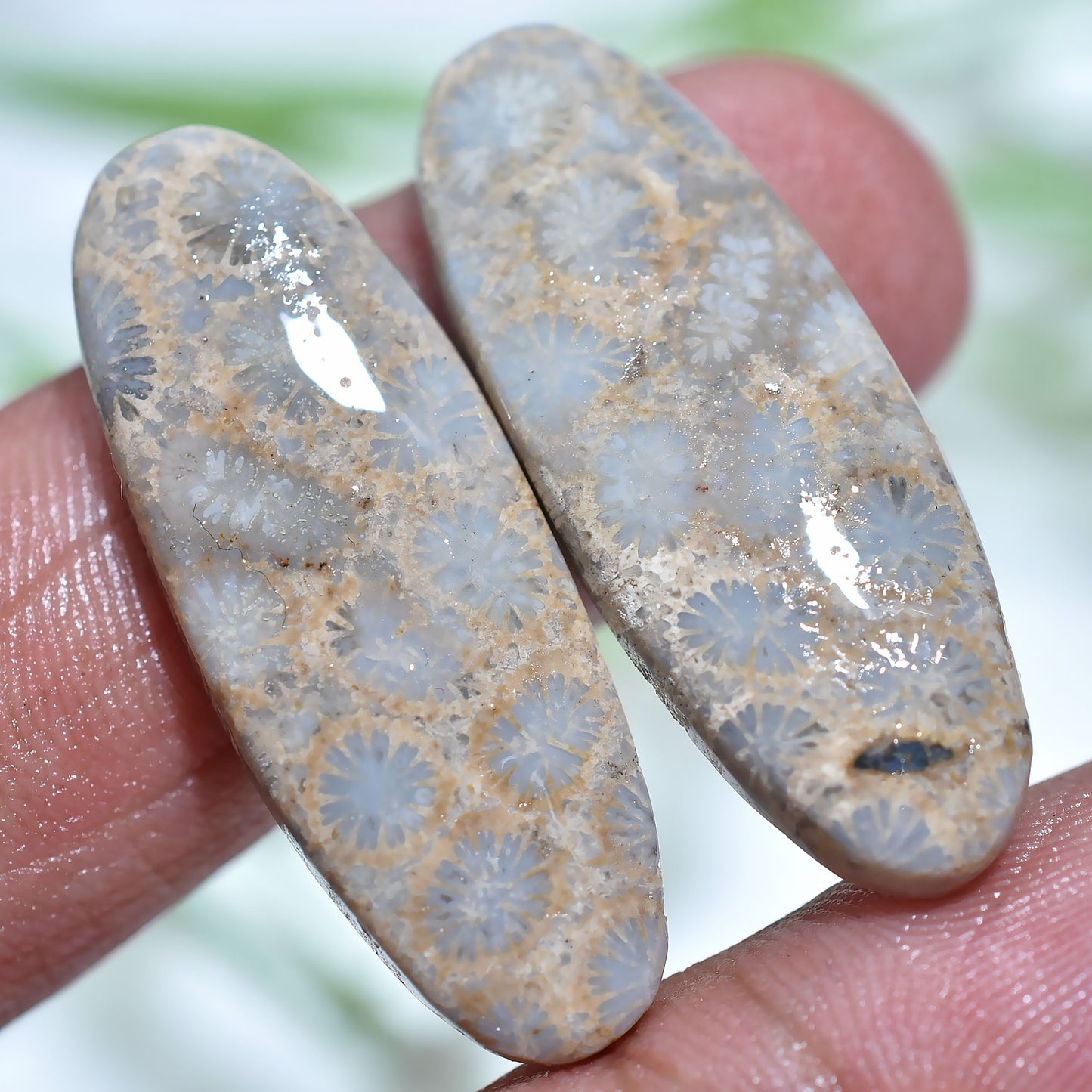 Wholesale Fossil Coral Cabochons Pair - Natural Floral Patterned Gemstone Set for Earrings Making (11x32x3mm,/30ct)