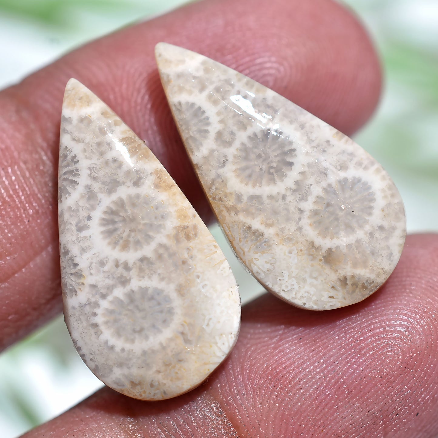 Exclusive Fossil Coral Teardrop Pair – Elegant Cabochons for Designers