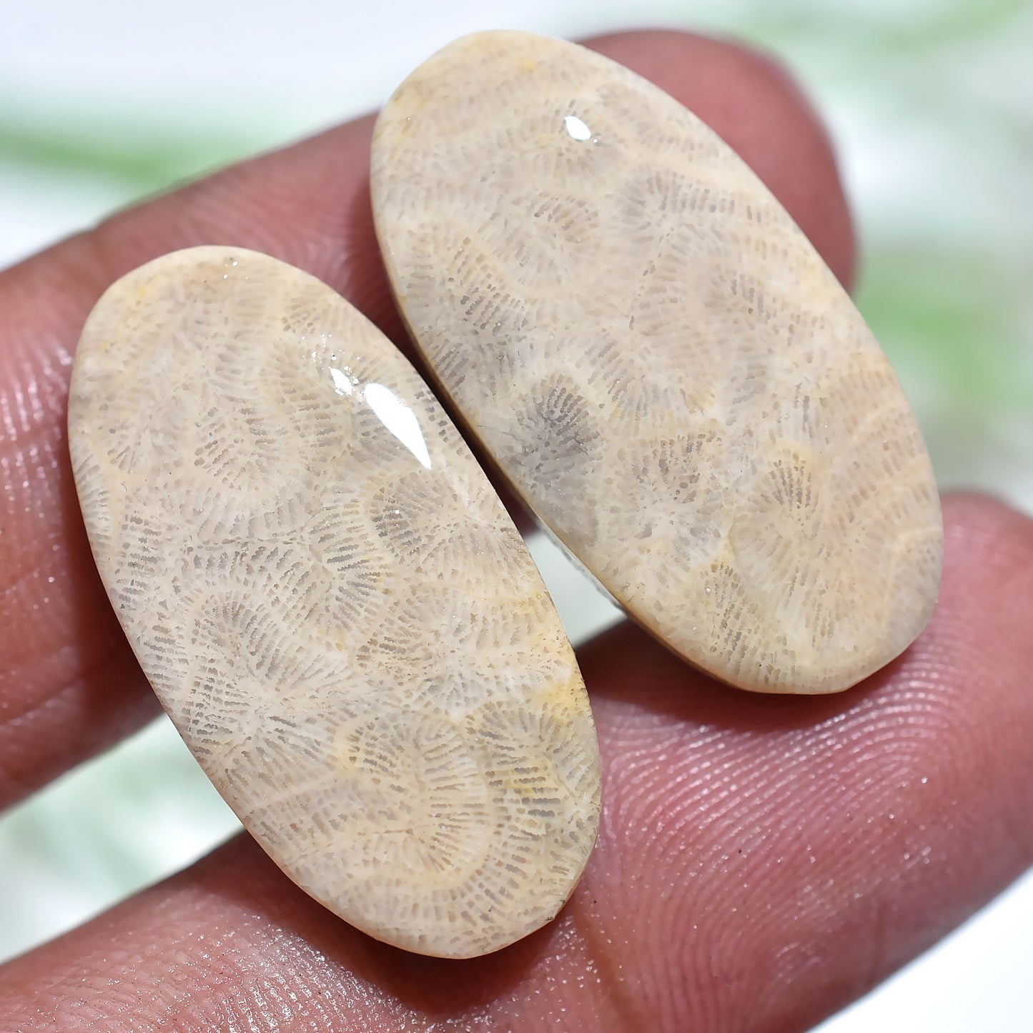 High-Grade Fossil Coral Cabochons – Perfect for Earrings & Pendants(10x25x3mm,/27ct)