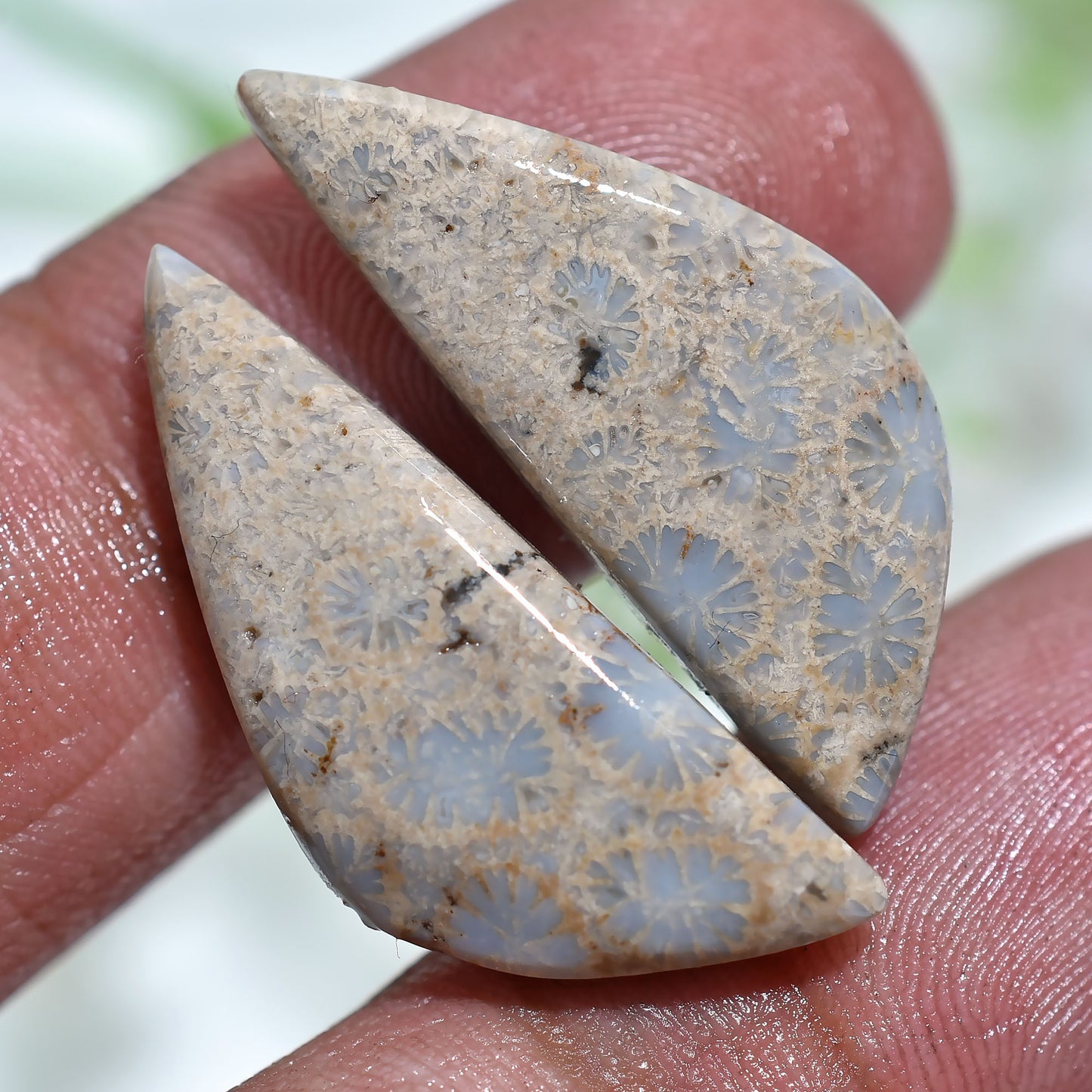 Exotic Fossil Coral Gem Pair – One-of-a-Kind Jewelry Stones(10x22x2mm,/17ct)