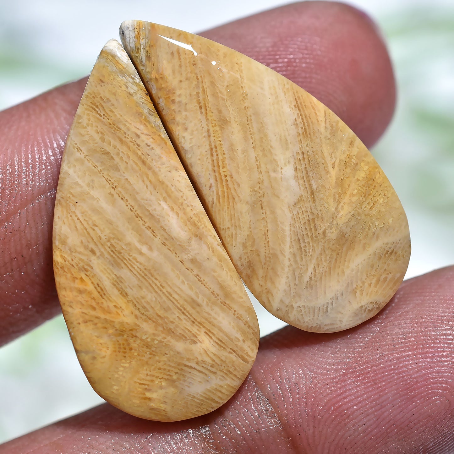 AAA Fossil Coral Matched Pair – Smooth Polished Jewelry Stones(10x30x3mm,/27ct)