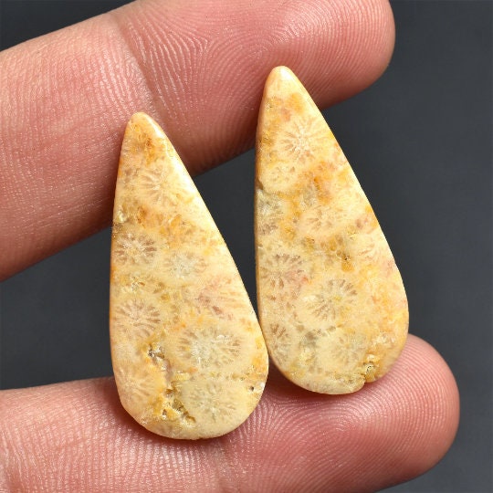 Fossil Coral Cabochon Pair – Pear Shaped Smooth Gemstone for Earrings, Matched Pair