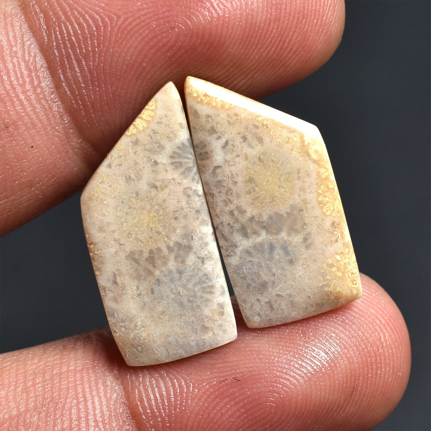 Natural Fossil Coral Gemstone - Fancy Banded Coral Earrings Pair, Wholesale Cabochon