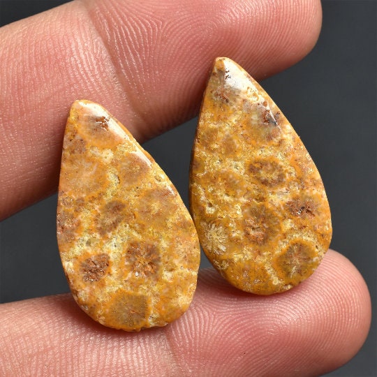 Fossil Coral Cabochon Pair – Pear Shaped Smooth Gemstone for Earrings, Matched Pair