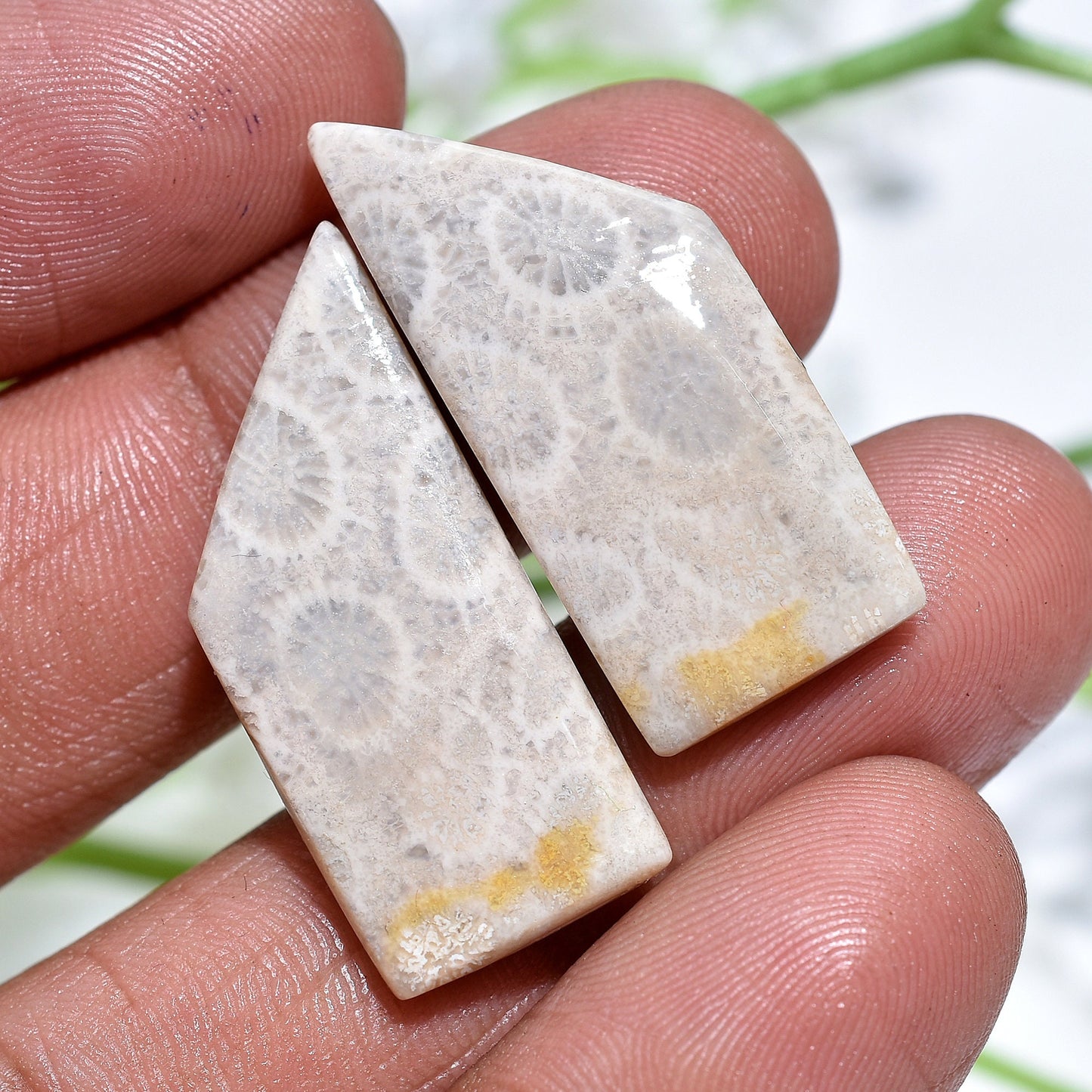 Exquisite Fossil Coral Matching Pair - Fancy Loose Fossil Coral for Custom Earring Making