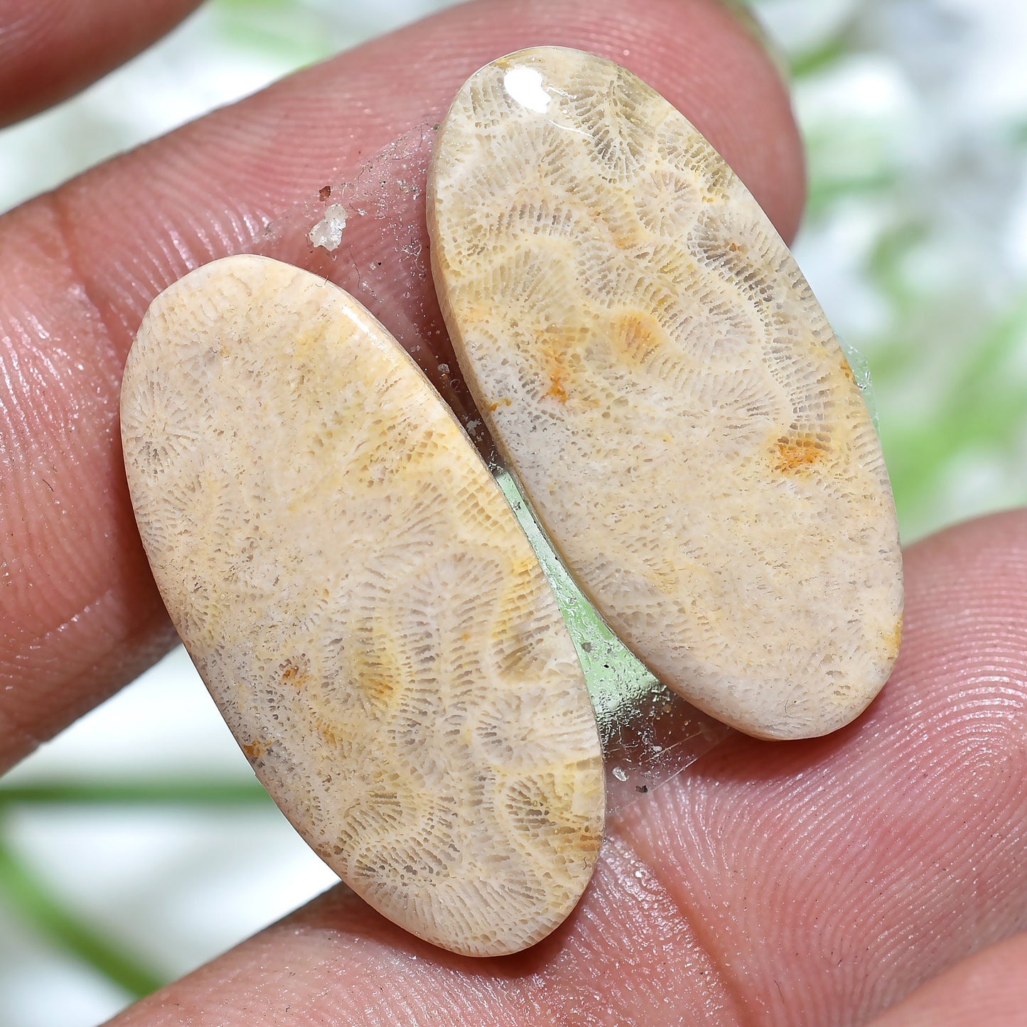 Top Quality Designer Fossil Coral Gemstone Pairs – Natural Cabochon Earring Set