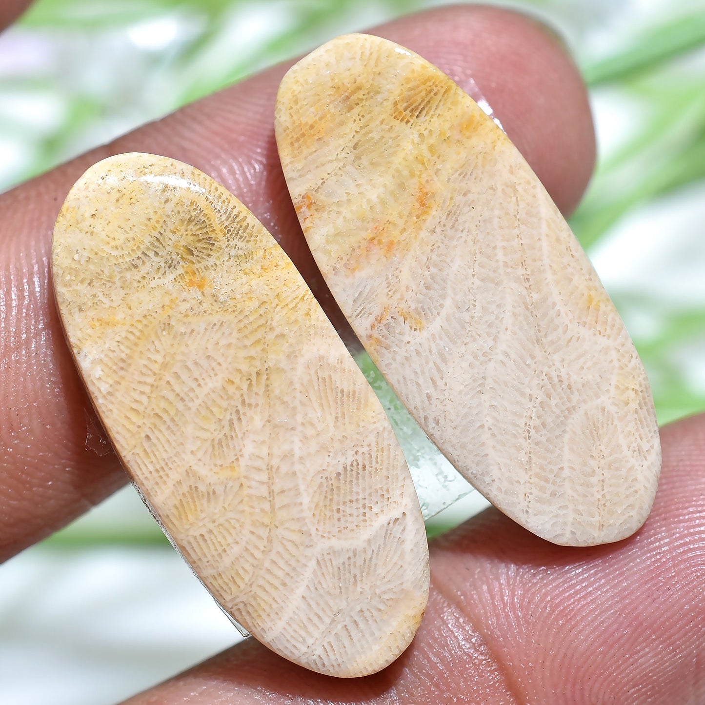 Fossil Coral Cabochon Earrings Pair - Matched Oval Marquise Shape for Earring Making