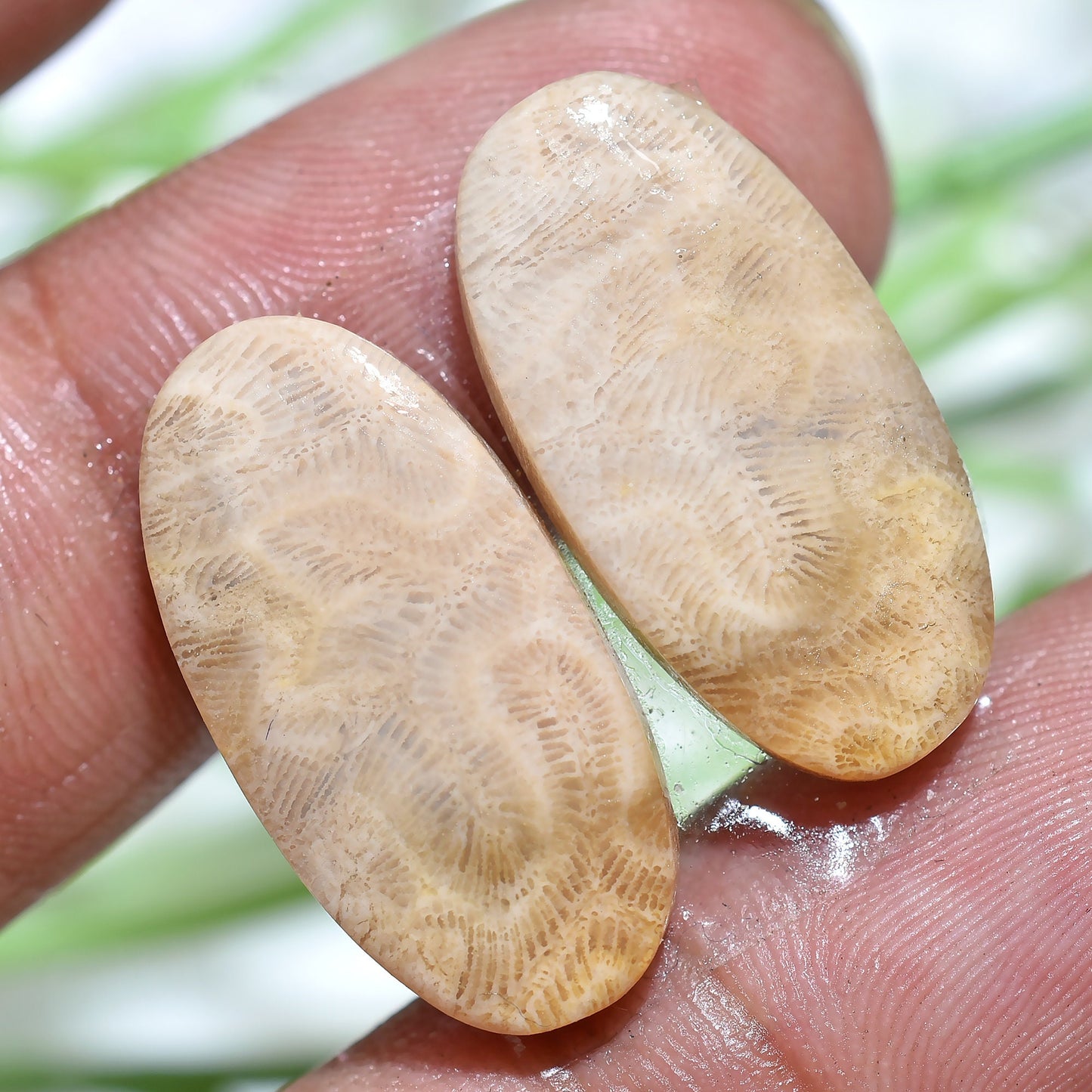 Fossil Coral Cabochon Earrings Pair - Matched Oval Marquise Shape for Earring Making