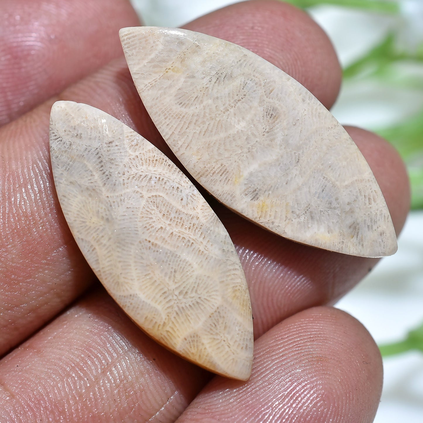 Fossil Coral Cabochon Earrings Pair - Matched Oval Marquise Shape for Earring Making