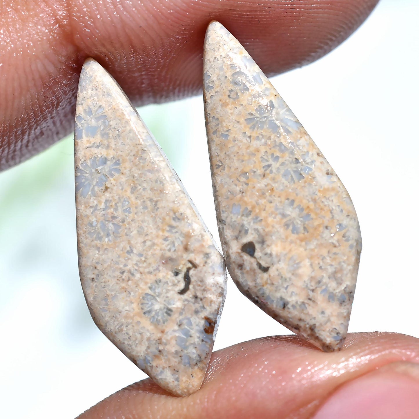 Matched Fossil Coral Earring Pair Cabochons, Coral Earrings Pair, Matching Designer Cabochons