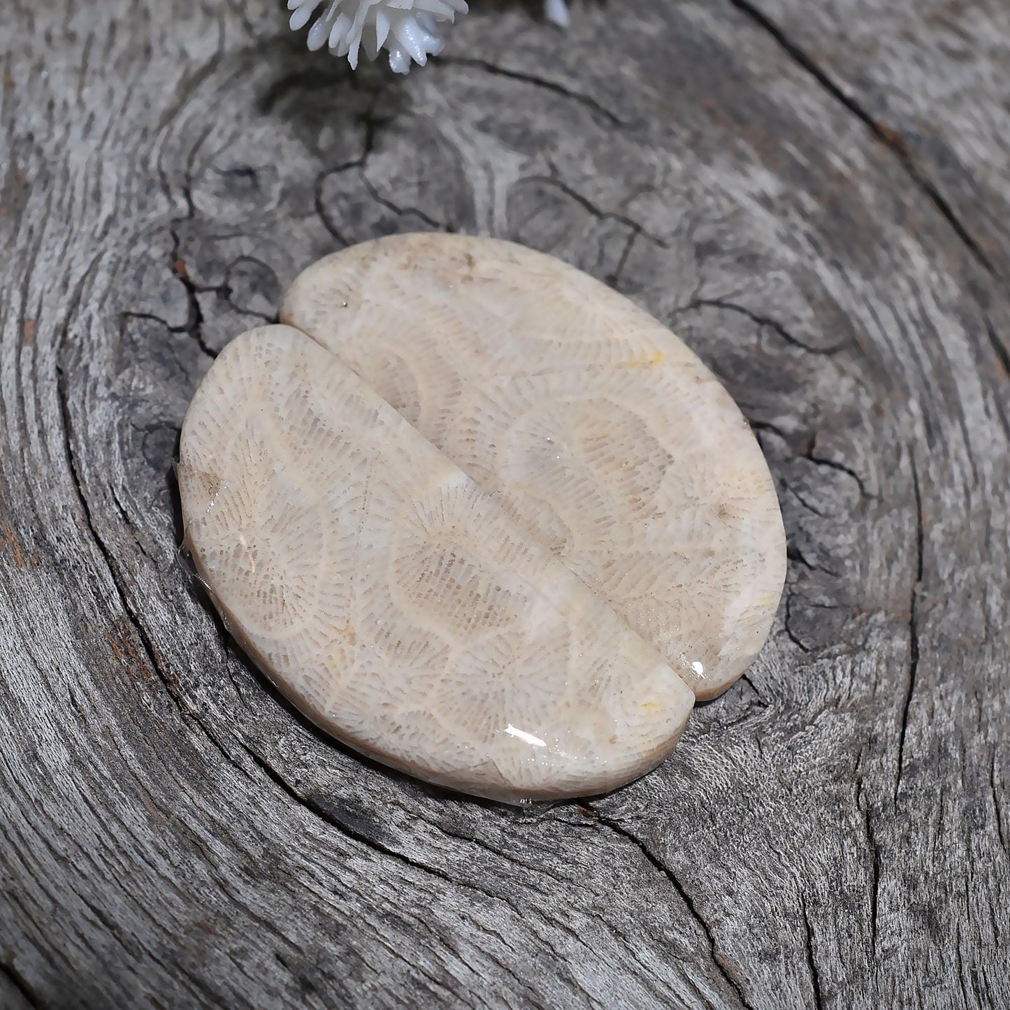 Exquisite Fossil Coral - Unique Fancy Shape Cabochon Pair for Christmas Gifts