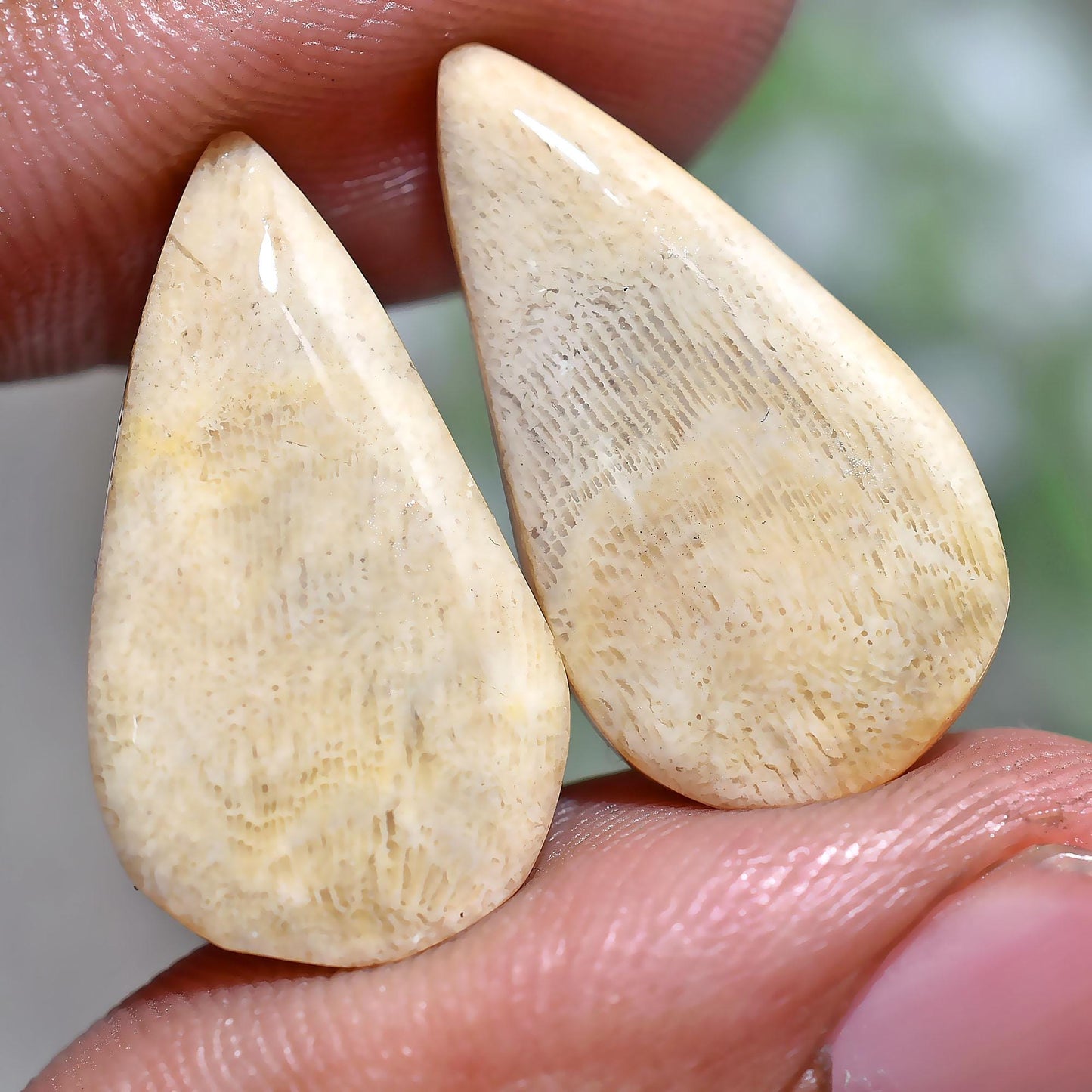 Natural Fossil Coral Pair, Pear Shaped Smooth Gemstones for Earrings