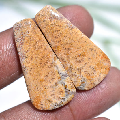 Natural Fossil Coral Gemstone - Fancy Banded Coral Earrings Pair, Wholesale Cabochon