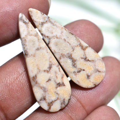 Natural Fossil Coral Matched Pair – Exquisite Teardrop Cabochons