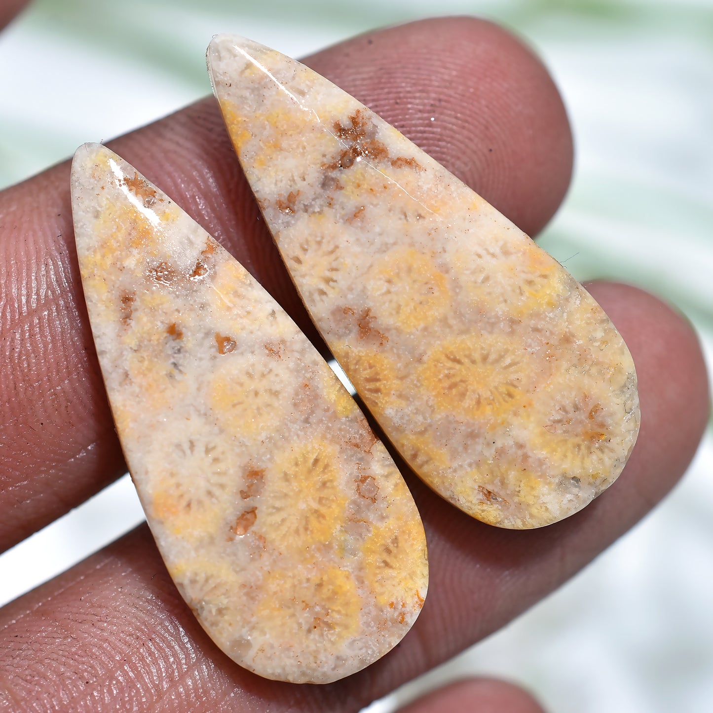 Precious Fossil Coral Gemstone  Pair - Polished Fancy Cabochons Set for DIY