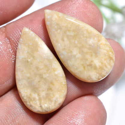Fossil Coral Gemstone Pairs – Pear-Shaped, Smooth Cabochons for Earrings