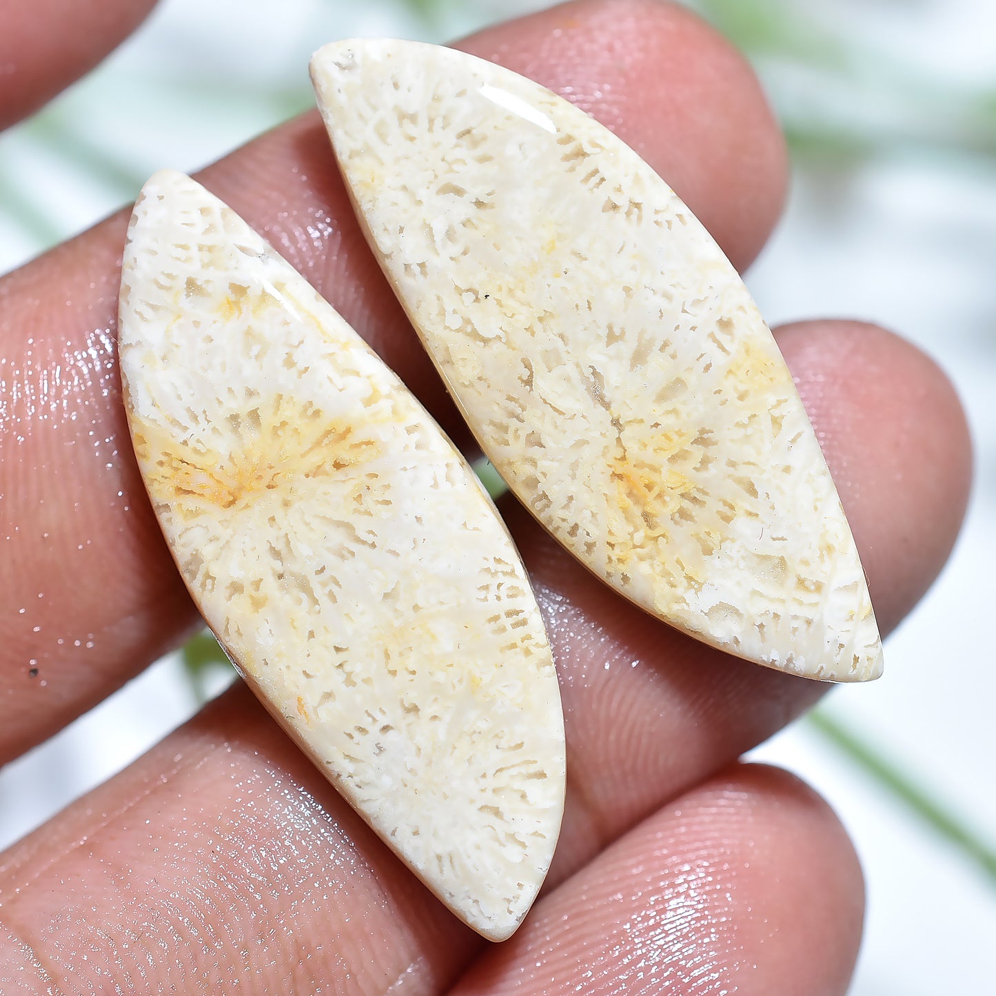 Gorgeous Fossil Coral Earring Stones – Wholesale Loose Gem Pair