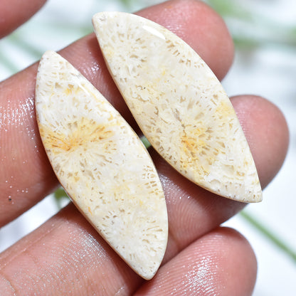 Gorgeous Fossil Coral Earring Stones – Wholesale Loose Gem Pair