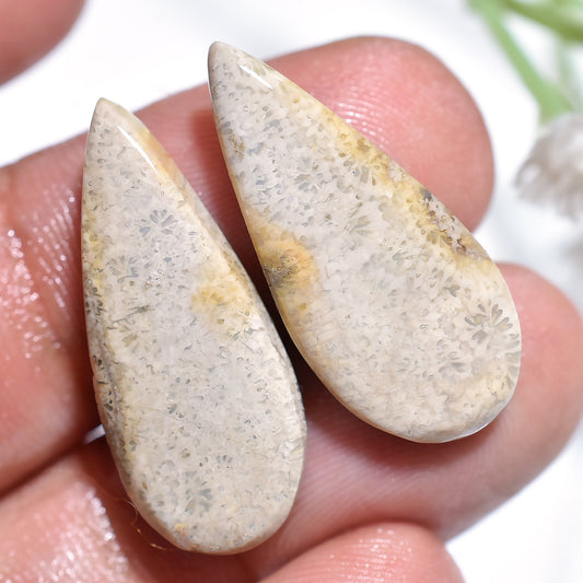 Gorgeous Fossil Coral Earring Stones – Wholesale Loose Gem Pair