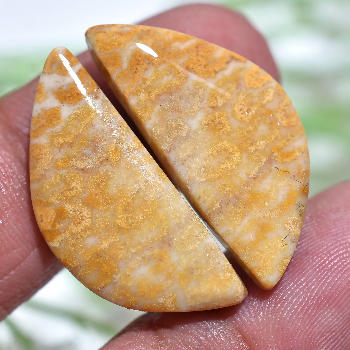High Quality Fossil Coral Pair Floral Pattern Polished Gemstone Cabochons for Jewellery (12x23x3mm,/26ct)