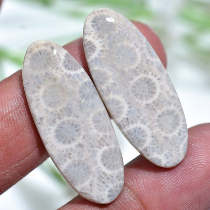 Wholesale Fossil Coral Gemstone Pair Smooth Polished Flat Back Cabochon Set