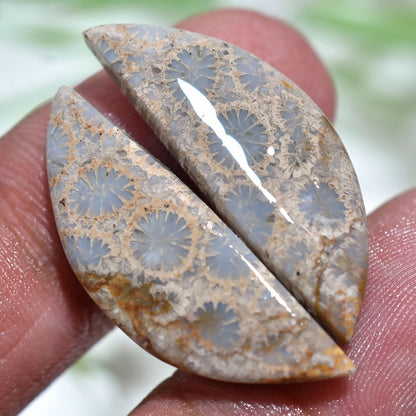 Natural Floral Texture Fossil Coral Pair - Gemstone Cabochons Set for Jewelry Making(8x30x2mm,/19ct)