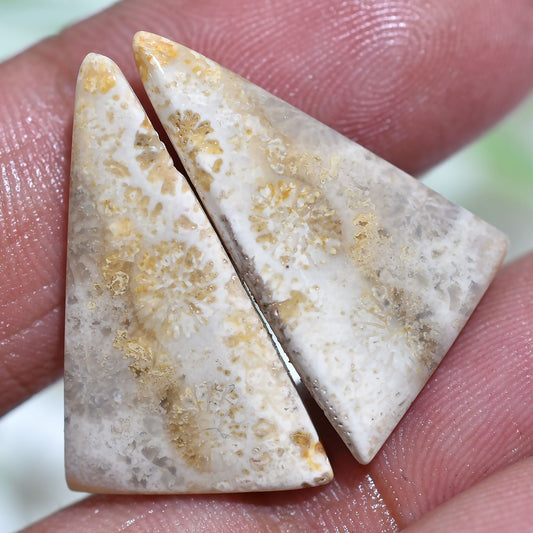 Establish Fossil Coral Gemstone  Pair - Polished Fancy Cabochons Set for Jewelry Making(11x25x2mm,/13ct)