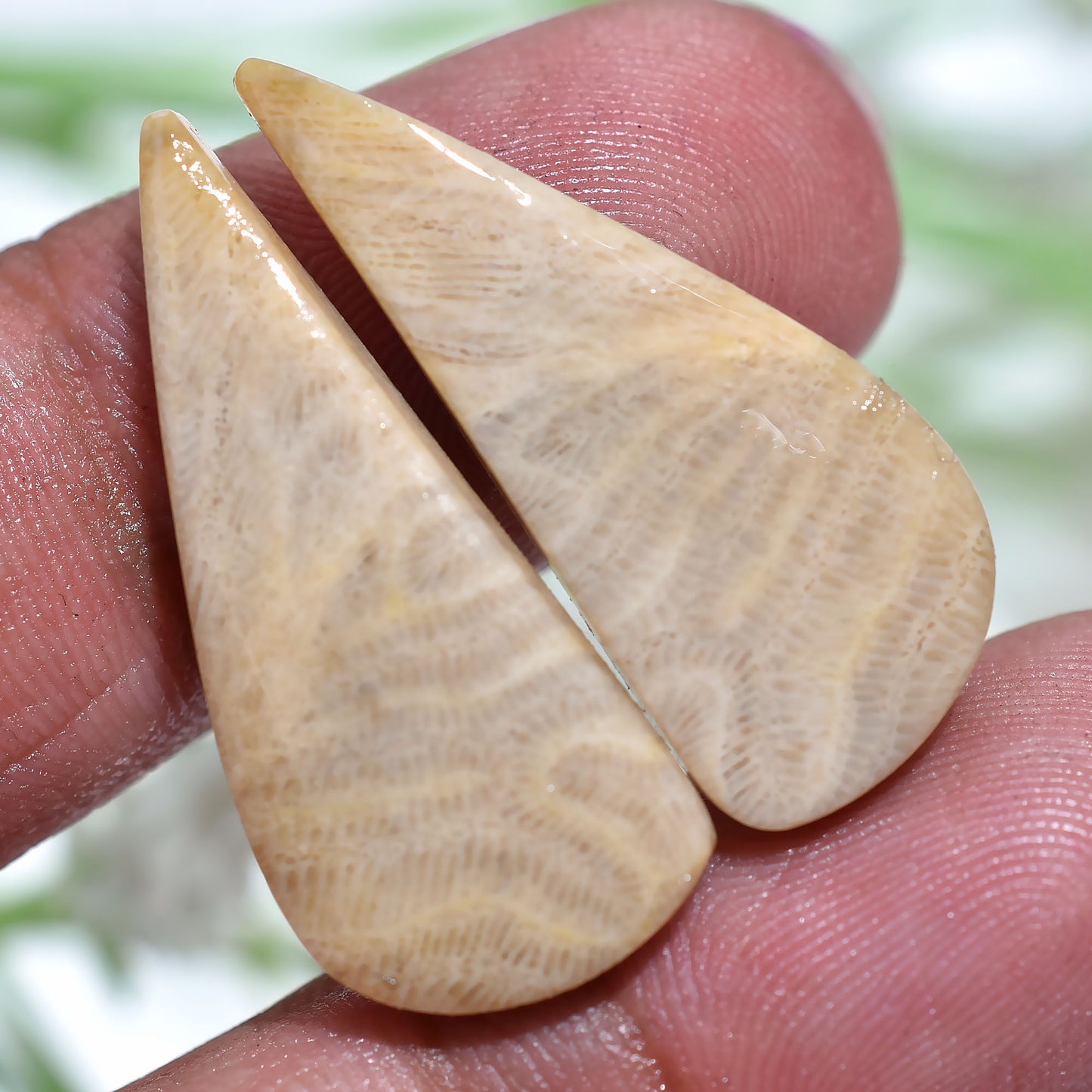 Natural Fossil Coral Gemstone  Pair - Polished Fancy Cabochons Set for Jewelry Making(11x28x3mm,/21ct)
