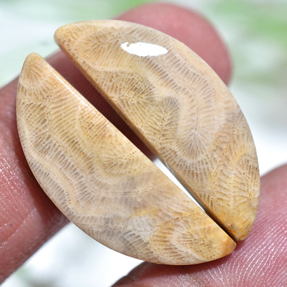 Natural Fossil Coral Gemstone  Pair - Polished Fancy Cabochons Set for Jewelry Making(10x25x3mm,/28ct)