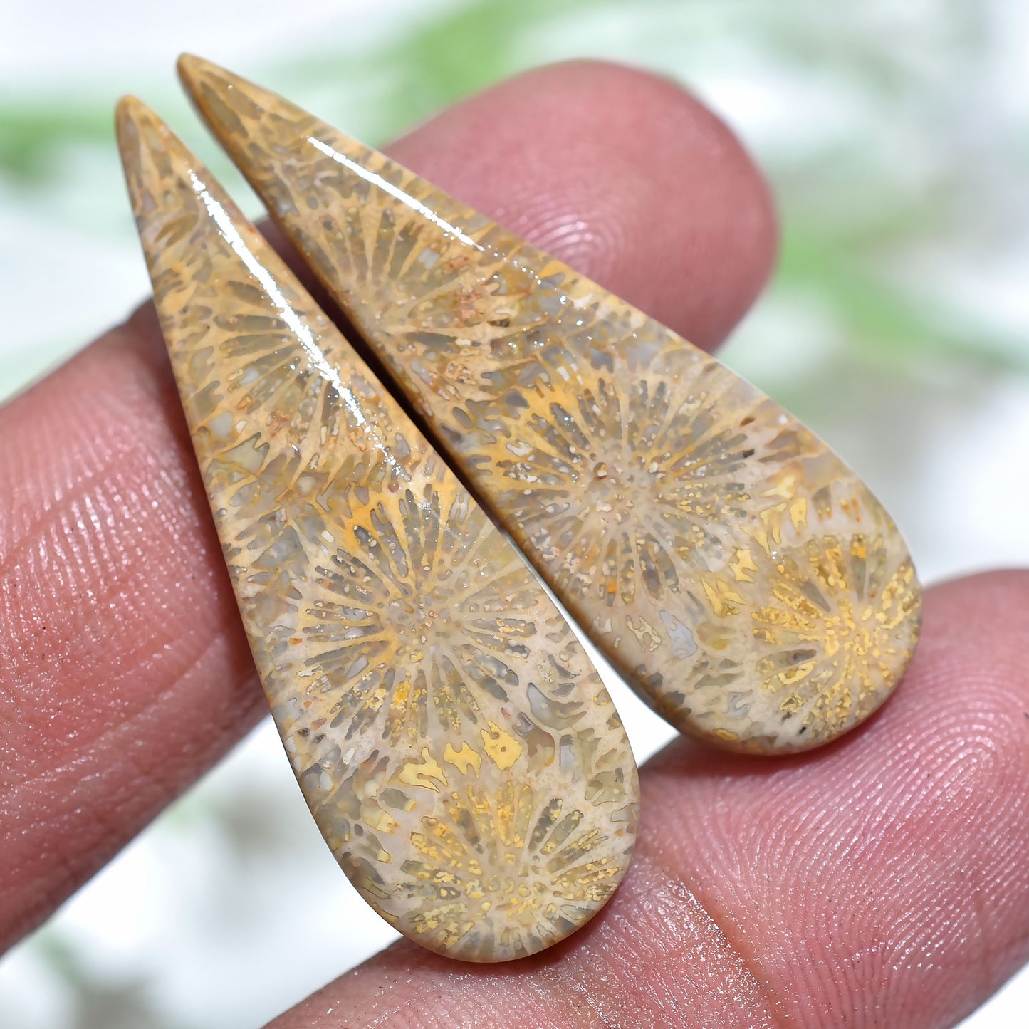 Precious Fossil Coral Gemstone  Pair - Polished Fancy Cabochons Set for DIY