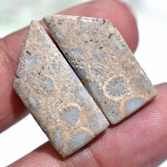 Fossilized Coral Matched Pair – Natural Gemstones for Artisan Jewelry(10x24x3mm,/19ct)