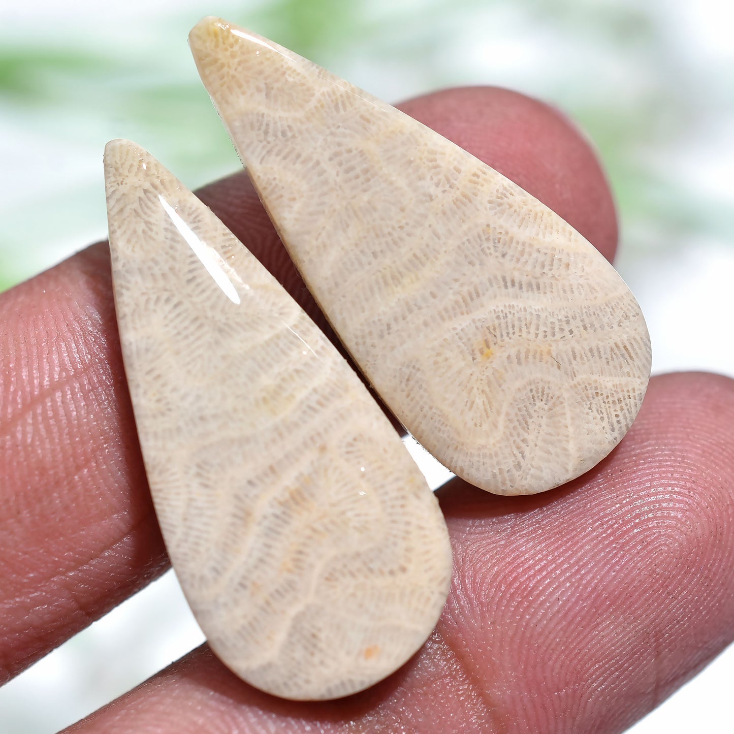Gorgeous Fossil Coral Earring Stones – Wholesale Loose Gem Pair