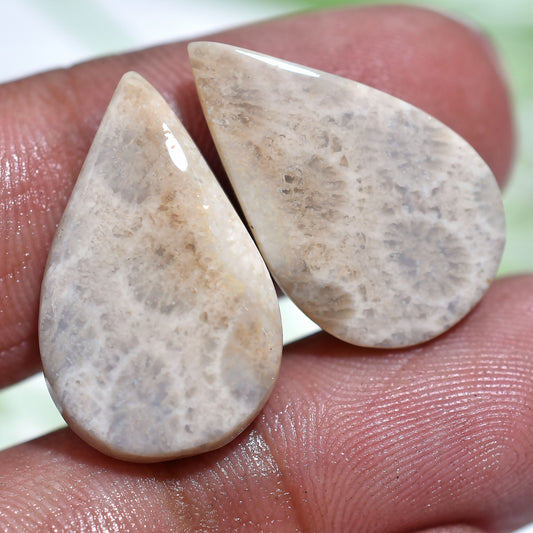 Stunning Fossil Coral Pair – Organic Gemstones for Jewelry Making(12x22x3mm,/18ct)