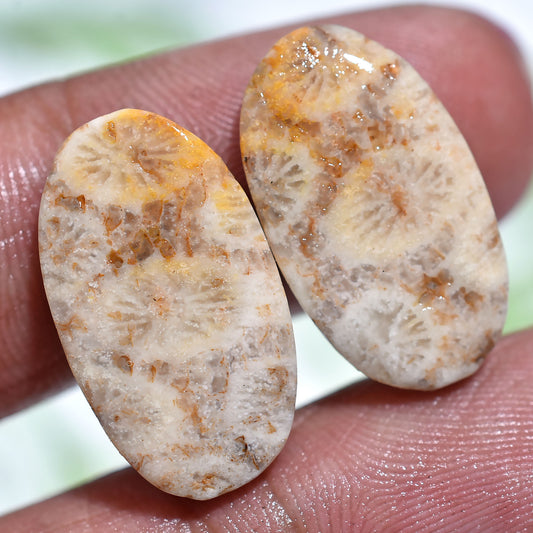Premium Fossil Coral Cabochons – Natural Hand-Polished Pair(10x20x2mm,/15ct)