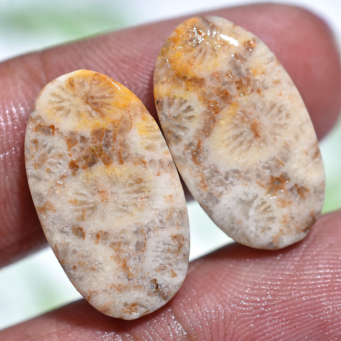 Premium Fossil Coral Cabochons – Natural Hand-Polished Pair