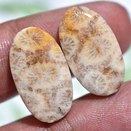 Premium Fossil Coral Cabochons – Natural Hand-Polished Pair