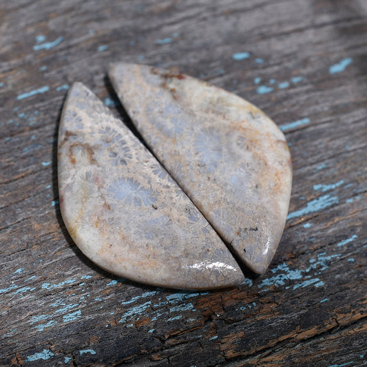 Elegant Bloom Coral Fossil Gemstone Pair – Wholesale Earthy Patterned Stones for Jewelry