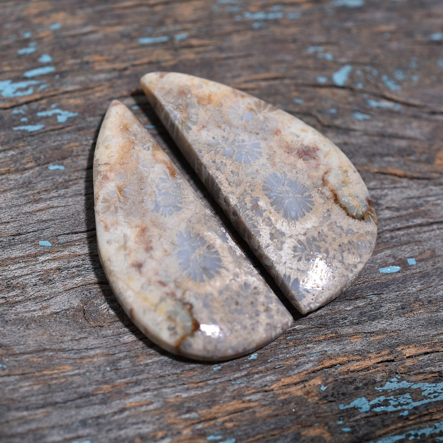 Natural Fossil Coral Gemstone Pair – Ancient Ocean Stone for Wholesale Creations