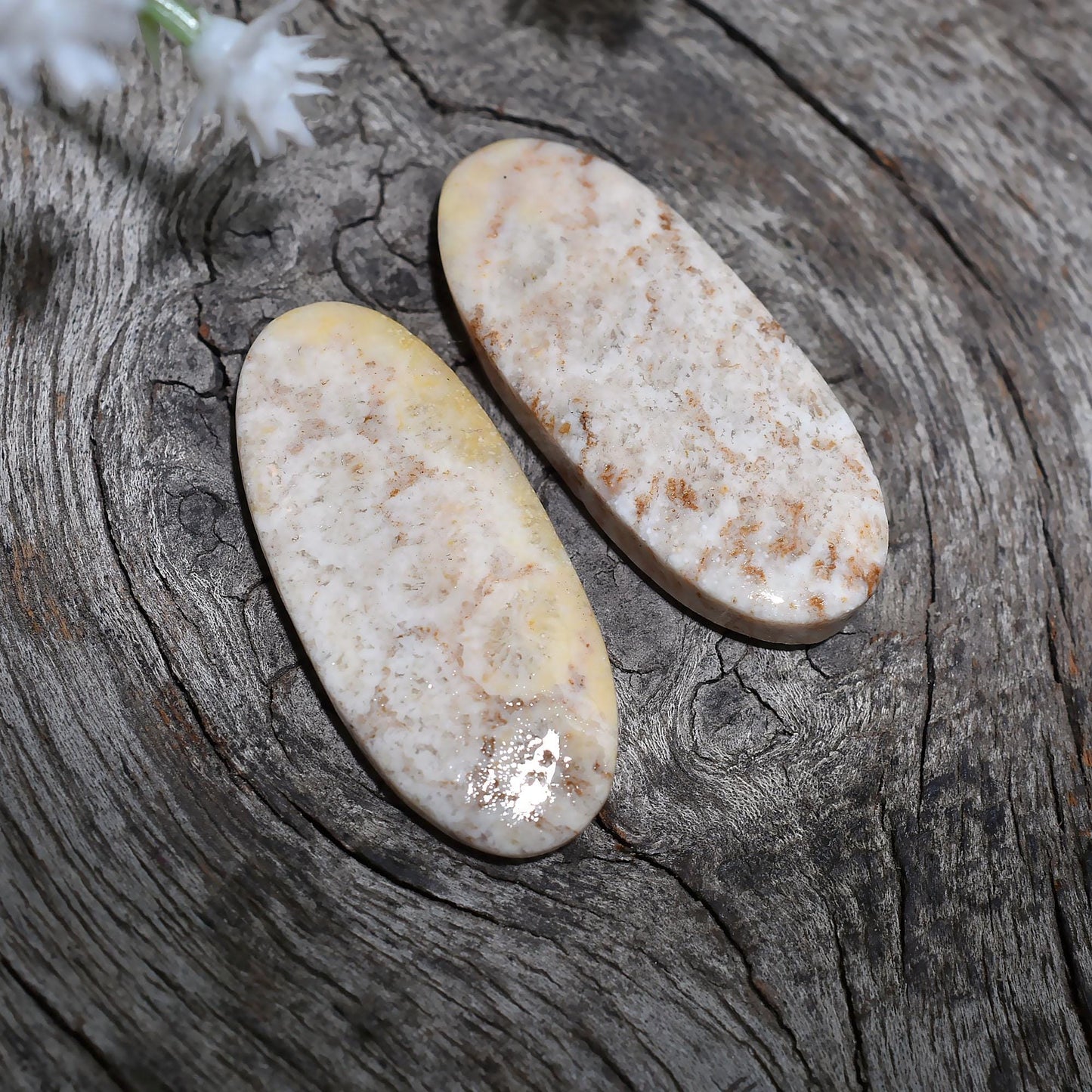 Fossil Coral Pair Gemstone - Oval Shaped Designer Matched Earrings Wholesale Loose Cabochon