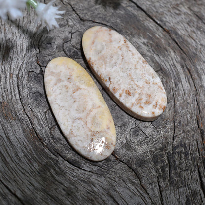 Fossil Coral Pair Gemstone - Oval Shaped Designer Matched Earrings Wholesale Loose Cabochon